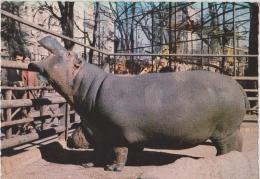 IPPOPOTAMO   -F/G COLORE  (241114) - Hippopotamuses