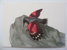 Bird / Oiseau / Avaler  / Wallcreeper  /  Polish Postcard - Vögel