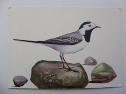 Bird / Oiseau / Avaler  / Gray Wagtail   /  Polish Postcard - Vögel