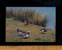 VILLARS LES DOMBES Ain 01 : Le Parc Ornithologique Départemental De La Dombes : Oiseaux Bernaches Nonettes - Villars-les-Dombes