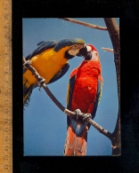 VILLARS LES DOMBES Ain 01 : Le Parc Ornithologique Départemental De La Dombes : Oiseaux Aras Macao Ararauna - Villars-les-Dombes