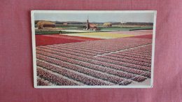 Netherlands > Blooming Fields Near Noordwijk    Ref 2398 - Noordwijk (aan Zee)