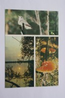 OLD USSR Postcard  - "4 Seasons" By Dorozhynsky -   Champignon  - MUSHROOM 1984 - Paddestoelen