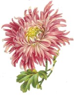 Découpis Gaufré Brillant Fleur De Dahlia  DIM:10cm X 8.5cm - Bloemen
