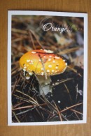 Amanita  - Modern Postcard - Mushroom Champignon - Paddestoelen