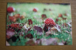 Amanita  - Modern Postcard - Mushroom Champignon - Paddestoelen