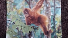 CPM SINGE DER ORANG UTAN ORANG OUTAN ORANGUTAN  PETIT ARBRES WWF PHOTO OKAPIA - Singes