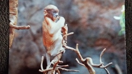 CPM SINGE DER NASENAFFE PROBOSCIS MONKEY PETIT  NAZIQUE  WWF PHOTO  DE MELLO - Singes