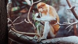 CPM SINGE DER NASENAFFE PROBOSCIS MONKEY NAZIQUE  MANGEANT DES FEUILLES WWF PHOTO  DE MELLO - Singes