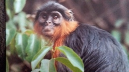 CPM SINGE WESTERN RED COLOBUS COLOBE BAI D AFRIQUE OCCIDENTALE WWF PHOTO STARIN GROS PLAN - Singes