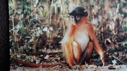 CPM SINGE WESTERN RED COLOBUS COLOBE BAI D AFRIQUE OCCIDENTALE WWF PHOTO DALTON PAR TERRE - Singes