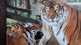 CPSM TIGRE ZOO PARC ZOOLOGIQUE DE PLAISANCE DU TOUCH 31    1987 - Tigres