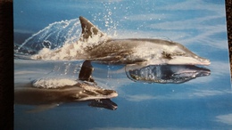 CPM  DAUPHIN A LONG BEC  WWF PHOTO ROBERT PITTMAN - Dolphins