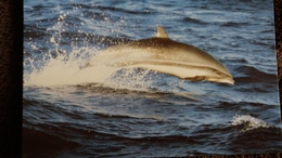 CPM  DAUPHIN DE FRASER  WWF PHOTO ROBERT PITTMAN - Delphine