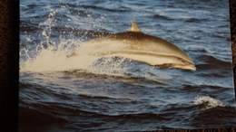 CPM  DAUPHIN DE FRASER  WWF PHOTO ROBERT PITTMAN - Delfines