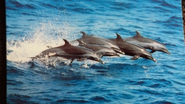 CPM  ATLANTIC SPOTTED DOLPHIN DAUPHIN  WWF PHOTO ROBERT PITMAN - Dolphins