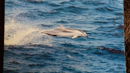 CPM  STRIPED DOLPHIN DAUPHIN  WWF PHOTO ROBERT PITMAN - Delfines