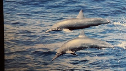 CPM  SPINNER DOLPHIN DAUPHIN  WWF PHOTO ROBERT PITMAN - Delphine