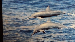 CPM  SPINNER DOLPHIN DAUPHIN  WWF PHOTO ROBERT PITMAN - Dauphins