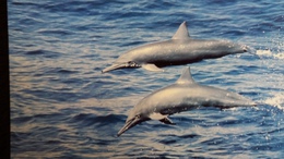 CPM  SPINNER DOLPHIN DAUPHIN  WWF PHOTO ROBERT PITMAN - Dolphins