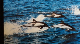 CPM  COMMON DOLPHIN DAUPHIN  WWF PHOTO GOHIER - Delfines