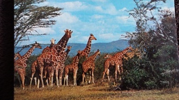 CPSM  GIRAFE SAVANE AFRICAINE ED BIONDETTI - Giraffes
