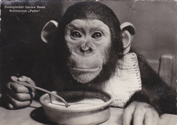 Carte Postale, Zoologischer Garten Base, Schimpanse / Zoo Chimpanzé Pablo - Sonstige & Ohne Zuordnung