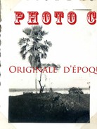 MALI - KAYES - PALMIER En 1938 - PALM TREE < TAILLE De La PHOTO 6.5cm X 5cm - Mali