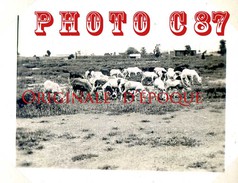 MALI - KAYES - N'DI TROUPEAU De MOUTONS En 1938 < TAILLE De La PHOTO 6.5cm X 5cm - Mali