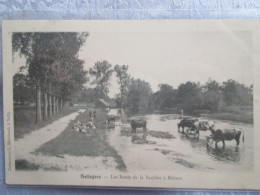 SOLOGNE . LES BORDS DE LA SAULDRE A BRINON . DOS 1900 - Brinon-sur-Sauldre