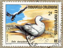 Nelle CALEDONIE : Oiseau Marin : Fou Masqué (Sula Dactylatra) - Famille Des Sulidés - Oblitérés