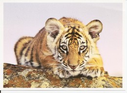 Animaux. CPM. Tigre Du Bengale (Inde) - Tijgers