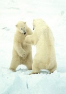 Animaux. CPM. Ours Polaire, Polar Bears (Norge) - Tigres