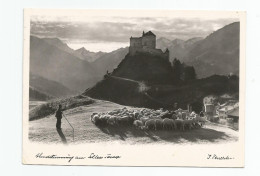 Suisse - Grisons Tarasp Carte Photo De Feuerstein  Troupeau De Moutons Berger 1951 - Tarasp