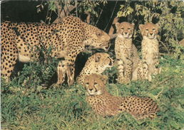 FAMILLE DE TIGRES De SIBERIE , Carte Postale De Russie, Adressée ANDORRA - Tijgers