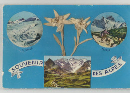 Souvenir Des Alpes Fleurs Collées Oisans Meije ... - Bourg-d'Oisans