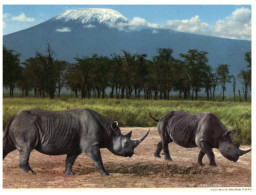 (DEL 820) Africa - Black Rhinoceros - Rhinocéros