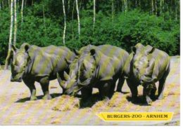 Arnhem Burgers Zoo Breedlip (witte) Neushoorns - Rhinozeros