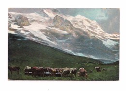 PAYSAGE ALPESTRE - VACHES - Bei Der Tränke - (Wengernalp) - Enge