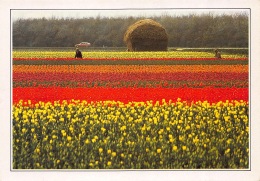 Tulpencultuur In De Buurt Van Lisse - Lisse