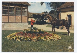 61-HARAS DU PIN 61 - ABABOUMI - Pur Sang Anglais--RECTO/VERSO--C69 - Exmes