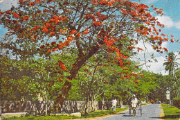 Asie SRI LANKA  Flowering Flambouyant On A Colombo Road  (B) (flamboyant) (Editions :Ceylon Pictotrials CP 76*PRIX FIXE - Sri Lanka (Ceilán)