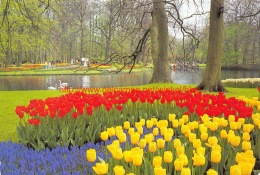 ""Keukenhof"" Lisse - Lisse