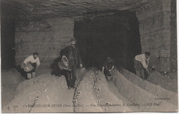 CARRIERES SUR SEINE UNE CHAMPIGNONNIERE  LA CUEILLETTE - Carrières-sur-Seine