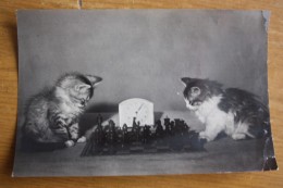 JEU - ECHECS - CHESS - Kitten -  Cat - Cats Playing Chess Old Soviet Postcard 1956 - Schach