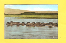 Postcard - Hippopotamuses     (24222) - Flusspferde