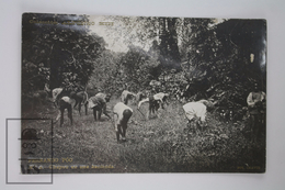 Early 20th Century Real Photo Postcard Equatorial Guinea, Fernando Poo - Farmworkers - Chapeo En Una Hacienda - Guinea Ecuatorial