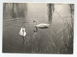 73 - Savoie - Aix Les Bains  Les Cygnes Carte Photo De Pierre Huart - Aix Les Bains