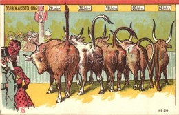 ** T2 Ochsen Ausstellung / Oxen Exhibition In Different Ages, Humour, - Non Classés