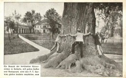 ** T2/T3 Dalovice, Dallwitz Bei Karlsbad; Körnereiche / Körneruv Dub / Giant Tree, Tourism Campaign - Zonder Classificatie